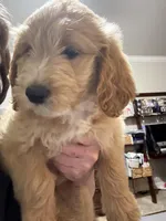 Lime Green Color, a female Miniature Goldendoodle for sale in Fort Worth, TX – Photo 1 of 6