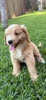 Lime Green Color, a female Miniature Goldendoodle for sale in Fort Worth, TX – Photo 6 of 6