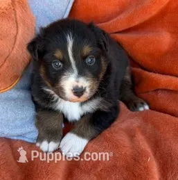 Black Lace – Australian Shepherd puppy for sale in Monroe, TN