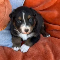 Black Lace, a male Australian Shepherd for sale in Monroe, TN – 1 of 4