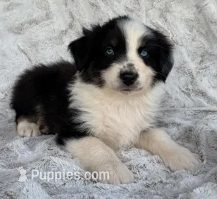 Henry USA – Australian Shepherd puppy for sale in Monroe, TN