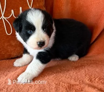 Target – Australian Shepherd puppy for sale in Monroe, TN