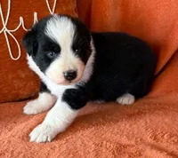 Target, a male Australian Shepherd for sale in Monroe, TN – 1 of 2