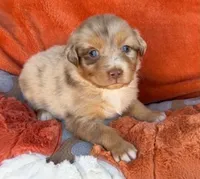 Crimson Queen, a female Australian Shepherd for sale in Monroe, TN – 2 of 3