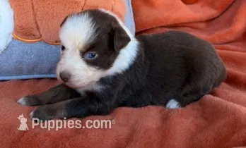 Scarlet Princess – Australian Shepherd puppy for sale in Monroe, TN