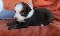 Scarlet Princess, a female Australian Shepherd for sale in Monroe, TN – 1 of 4