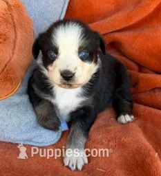 Lady Raven – Australian Shepherd puppy for sale in Monroe, TN