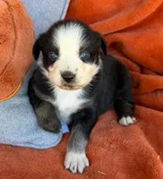 Lady Raven, a female Australian Shepherd for sale in Monroe, TN – 1 of 3