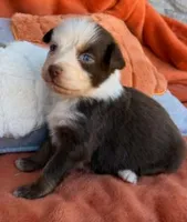 Scarlet Princess, a female Australian Shepherd for sale in Monroe, TN – 4 of 4