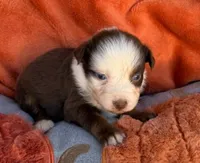 Scarlet Princess, a female Australian Shepherd for sale in Monroe, TN – 2 of 4