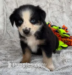 Lady Raven – Australian Shepherd puppy for sale in Monroe, TN