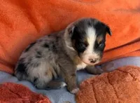 Blue Ranger, a male Australian Shepherd for sale in Monroe, TN – 4 of 4