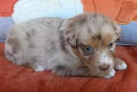 Crimson Queen, a female Australian Shepherd for sale in Monroe, TN – 3 of 3