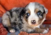 Deputy Chief, a male Australian Shepherd for sale in Monroe, TN – 2 of 4