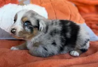 Deputy Chief, a male Australian Shepherd for sale in Monroe, TN – 3 of 4