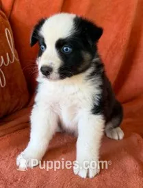 Pistol Pete – Australian Shepherd puppy for sale in Monroe, TN