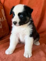 Pistol Pete, a male Australian Shepherd for sale in Monroe, TN – 1 of 3