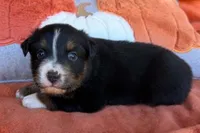 Black Lace, a male Australian Shepherd for sale in Monroe, TN – 2 of 4