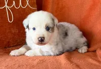 Bullet Proof, a male Australian Shepherd for sale in Monroe, TN – 2 of 2