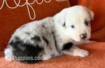Bullet Proof – Australian Shepherd puppy for sale in Monroe, TN