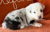 Bullet Proof, a male Australian Shepherd for sale in Monroe, TN – 1 of 2