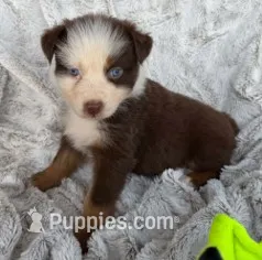 Scarlet Princess – Australian Shepherd puppy for sale in Monroe, TN
