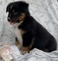 Captain Midnight – Australian Shepherd puppy for sale in Monroe, TN