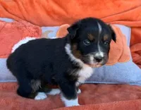 Captain Midnight, a male Australian Shepherd for sale in Monroe, TN – 2 of 3