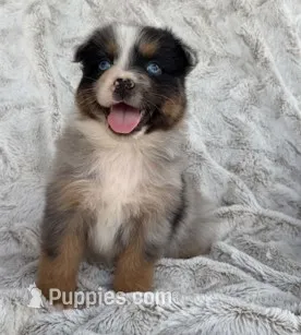Blue Ranger – Australian Shepherd puppy for sale in Monroe, TN