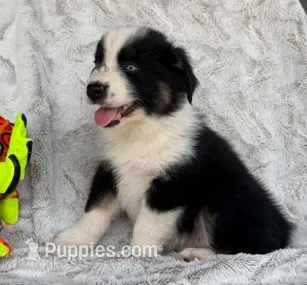 Target – Australian Shepherd puppy for sale in Monroe, TN