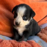 Lady Raven, a female Australian Shepherd for sale in Monroe, TN – 3 of 3