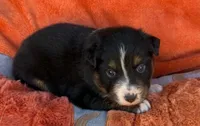 Black Lace, a male Australian Shepherd for sale in Monroe, TN – 4 of 4