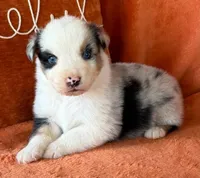 Magnum Force, a male Australian Shepherd for sale in Monroe, TN – 2 of 2