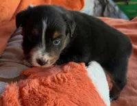 Black Lace, a male Australian Shepherd for sale in Monroe, TN – 3 of 4