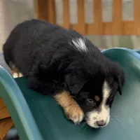 Chuck Berry, a male Australian Shepherd for sale in Monroe, TN – Photo 4 of 10