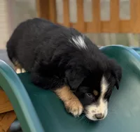 Chuck Berry, a male Australian Shepherd for sale in Monroe, TN – Photo 4 of 10