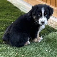 Chuck Berry, a male Australian Shepherd for sale in Monroe, TN – Photo 5 of 10