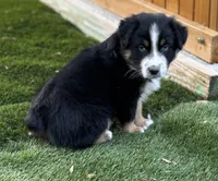 Chuck Berry, a male Australian Shepherd for sale in Monroe, TN – Photo 5 of 10