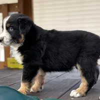 Chuck Berry, a male Australian Shepherd for sale in Monroe, TN – Photo 3 of 10