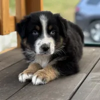 Chuck Berry, a male Australian Shepherd for sale in Monroe, TN – Photo 2 of 10