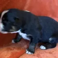 Chuck Berry, a male Australian Shepherd for sale in Monroe, TN – Photo 9 of 10