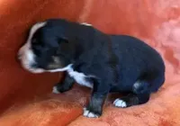 Chuck Berry, a male Australian Shepherd for sale in Monroe, TN – Photo 9 of 10