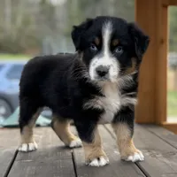 Chuck Berry, a male Australian Shepherd for sale in Monroe, TN – Photo 1 of 10