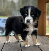 Chuck Berry, a male Australian Shepherd for sale in Monroe, TN – Photo 1 of 10
