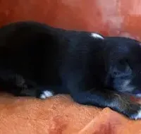 Chuck Berry, a male Australian Shepherd for sale in Monroe, TN – Photo 7 of 10