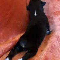 Chuck Berry, a male Australian Shepherd for sale in Monroe, TN – Photo 6 of 10