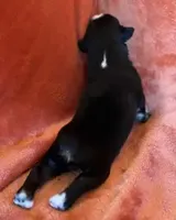 Chuck Berry, a male Australian Shepherd for sale in Monroe, TN – Photo 6 of 10