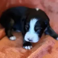 Chuck Berry, a male Australian Shepherd for sale in Monroe, TN – Photo 10 of 10