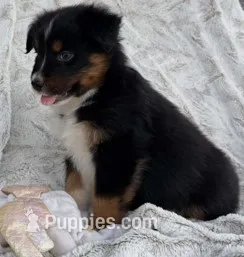 Black Lace – Australian Shepherd puppy for sale in Monroe, TN