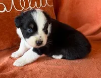 Henry USA, a male Australian Shepherd for sale in Monroe, TN – 2 of 2